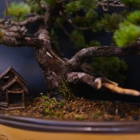 сосна 62 дет
